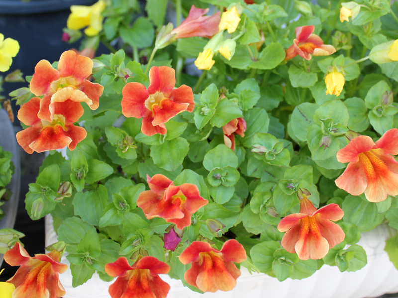 ミムラス 花言葉 笑顔を見せて 静かな勇気 滑川さんちの花物語