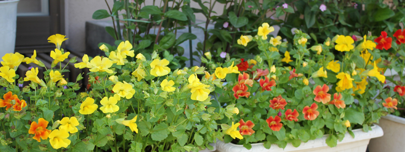 ミムラス 花言葉 笑顔を見せて 静かな勇気 滑川さんちの花物語