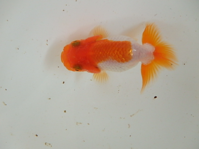 f0334143_9563559.jpg