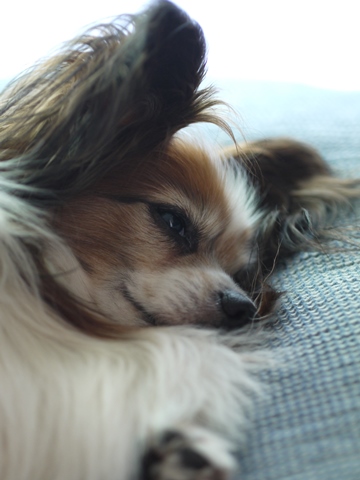 e0100046_20105737.jpg