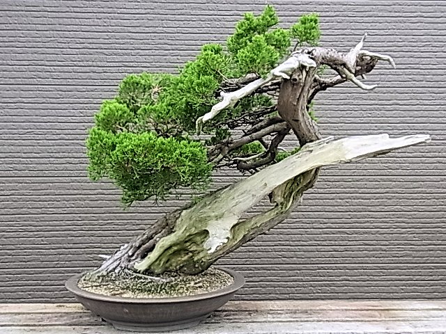 紀州真柏 (大品盆栽)