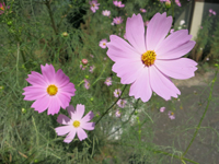 c0117570_1325034.jpg