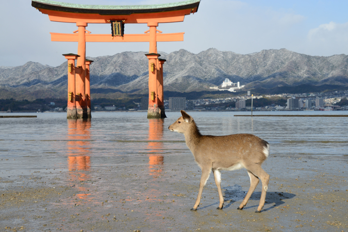 厳島神社写真_e0171573_1847412.jpg