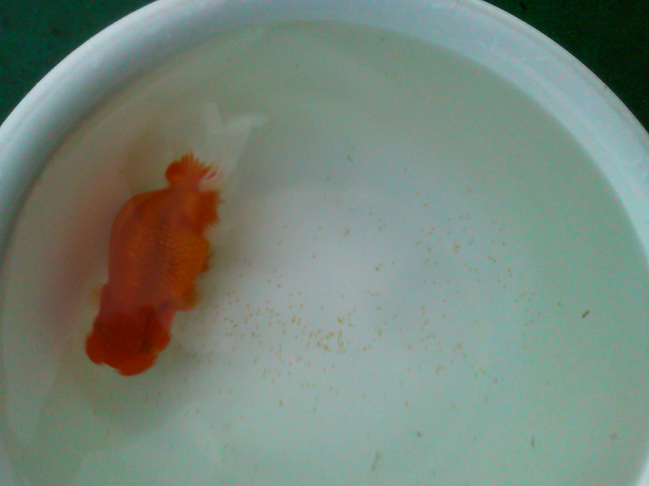難産 でした 金魚一番 らんちゅう飼育メモ 難産 でした 金魚一番 らんちゅう飼育メモ