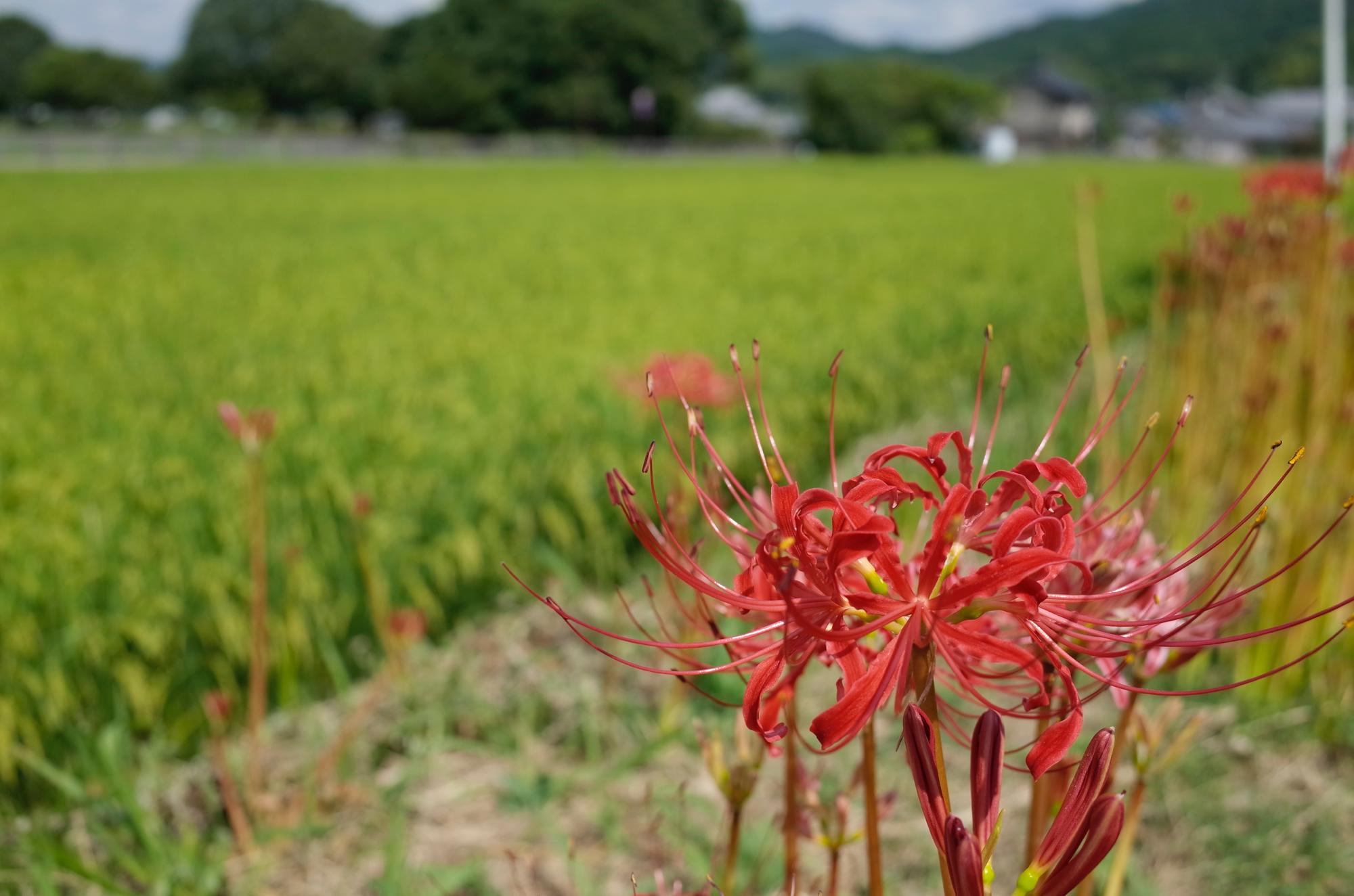 ビッグダミーで行く洞川キャンプツーリング（後編）_c0177576_1856428.jpg