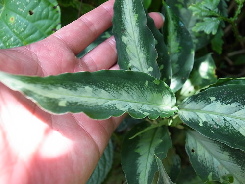 Aglaonema pictum\"Silver-Mosaic\" from Sumatera Barat【AZ0413-3】_a0067578_17461131.jpg