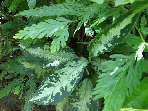 Aglaonema pictum\"Silver-Mosaic\" from Sumatera Barat【AZ0413-3】_a0067578_17473812.jpg