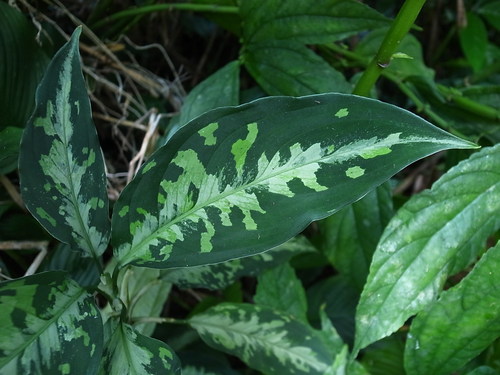 Aglaonema pictum\"Silver-Mosaic\" from Sumatera Barat【AZ0413-3】_a0067578_17503289.jpg