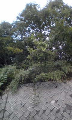 c0228378_723843.jpg