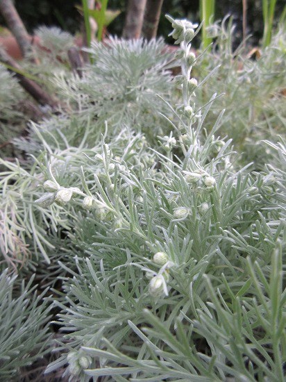 アサギリソウ 朝霧草 の んびり