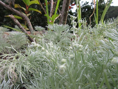 アサギリソウ 朝霧草 の んびり