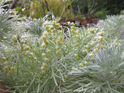 アサギリソウ 朝霧草 の んびり