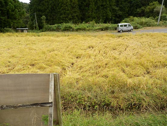 9月25日の田んぼ(月光原小・西根小)_d0247484_171387.jpg