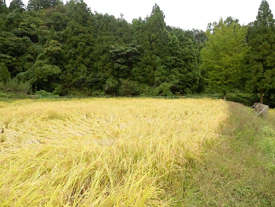 9月25日の田んぼ(月光原小・西根小)_d0247484_1733390.jpg