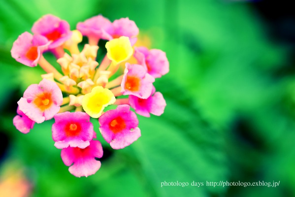 Lantana_d0027395_203041.jpg