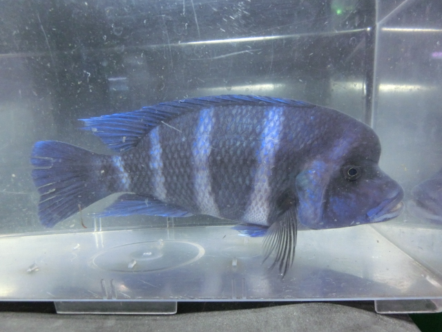 下取り魚 フロントーサ・イコラブルー 他_b0141806_19184228.jpg