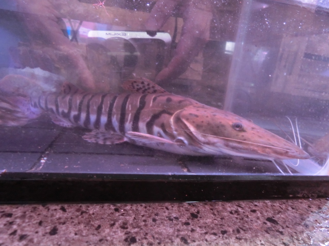 下取り魚 フロントーサ・イコラブルー 他_b0141806_19215229.jpg