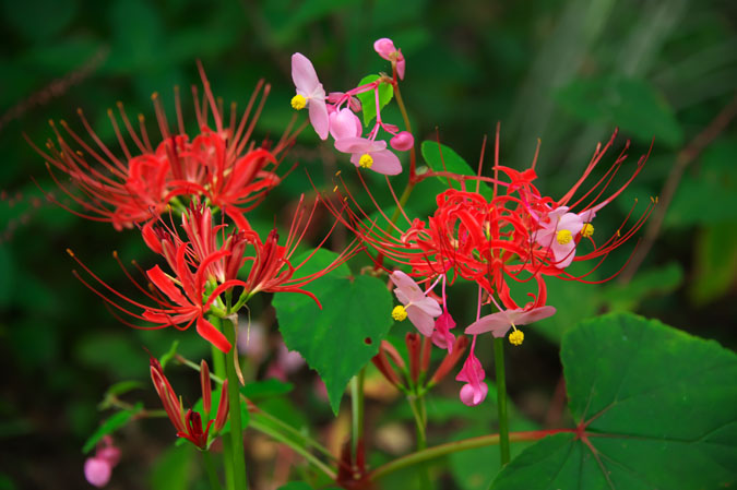 花之江の郷の秋3_a0263109_1593368.jpg