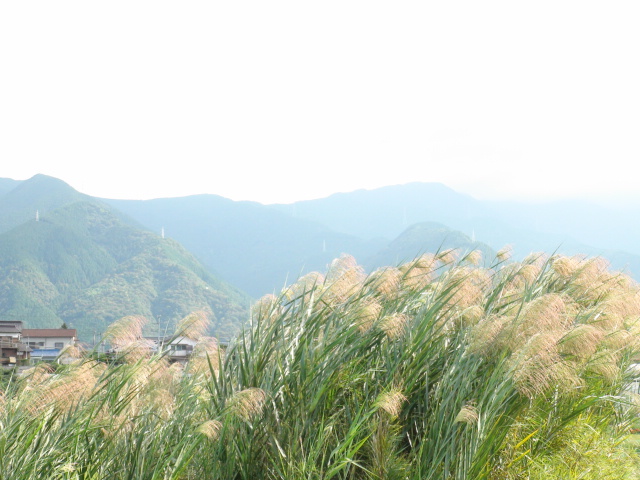 川原の葦・ヨシ…2014/9/26_f0231709_2221972.jpg