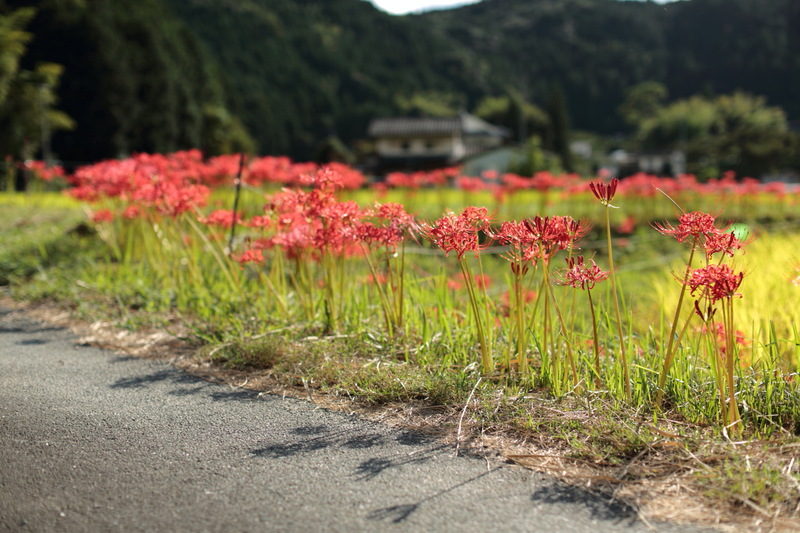 田舎道_e0274411_18434086.jpg