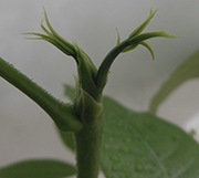 観葉植物 パキラ 新芽がでてきました イギリス生活で思うこと