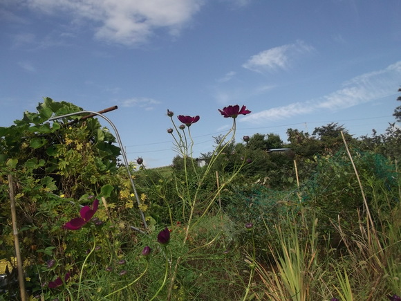 まだ植えています...ブロッコリー&レタス_b0137932_16471654.jpg