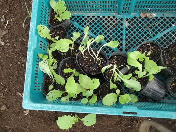 まだ植えています...ブロッコリー&レタス_b0137932_16484211.jpg