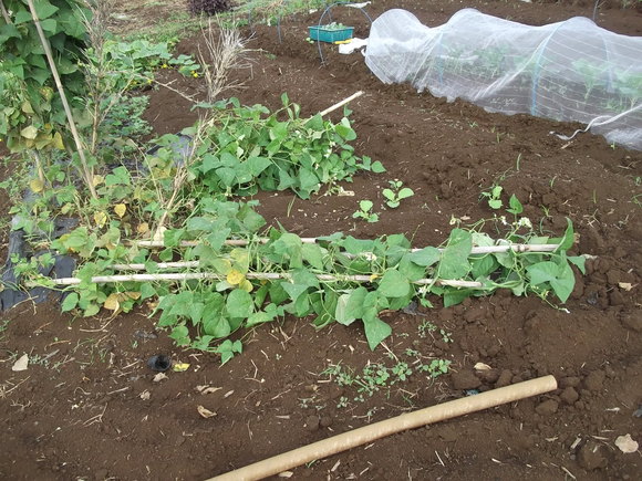 まだ植えています...ブロッコリー&レタス_b0137932_16494664.jpg