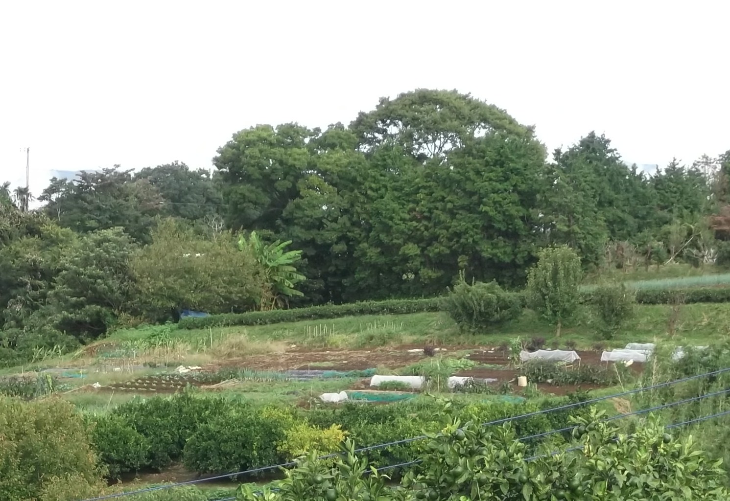 重労働疲れました...越冬野菜も発芽!_b0137932_18241592.jpg