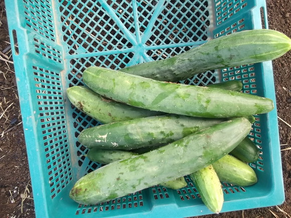 重労働疲れました...越冬野菜も発芽!_b0137932_18264643.jpg