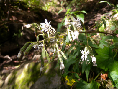 大船山　ガラン台から東稜コースを歩く＆ウメバチソウは蕾だった！_e0272335_19551439.jpg