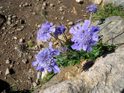 大船山　ガラン台から東稜コースを歩く＆ウメバチソウは蕾だった！_e0272335_20123128.jpg