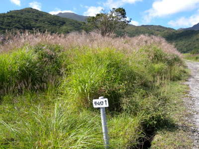 大船山　ガラン台から東稜コースを歩く＆ウメバチソウは蕾だった！_e0272335_21145870.jpg