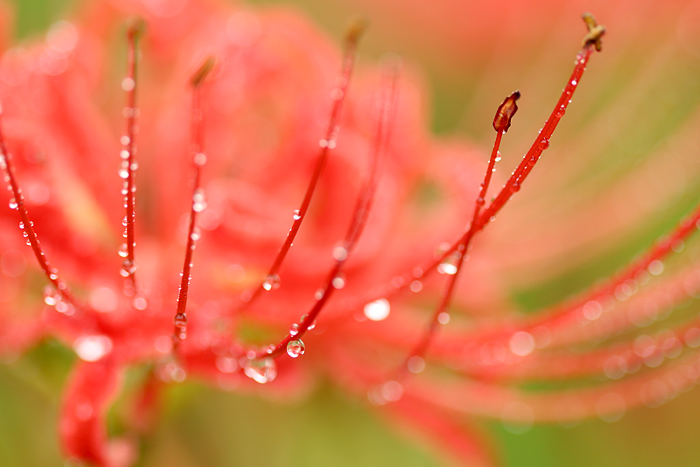 巾着田　曼珠沙華*****_b0049843_2112085.jpg