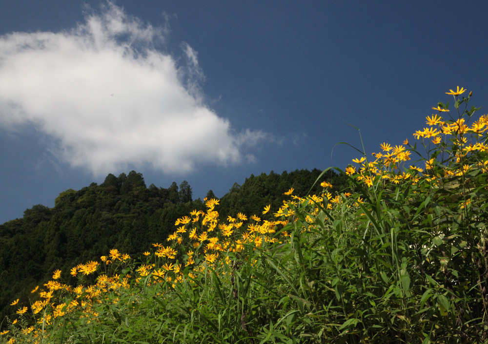 桜井市　瀧倉　キクイモ_c0108146_22175972.jpg