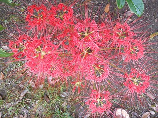 c0203348_9585750.jpg