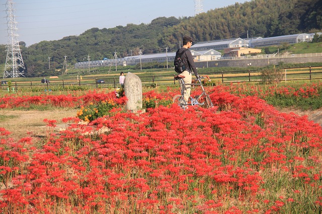 彼岸花の咲く光景_f0288049_21213487.jpg