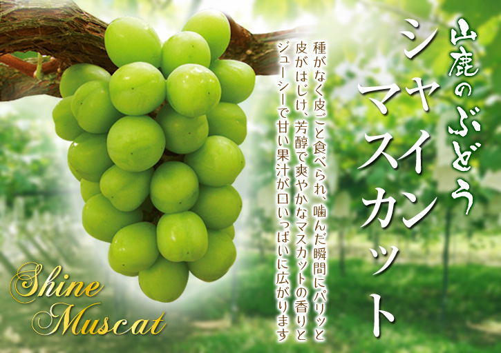 熊本ぶどう　大人気のシャインマスカット！お急ぎください!!９月３０日が今期最終発送です!!_a0254656_17154285.jpg