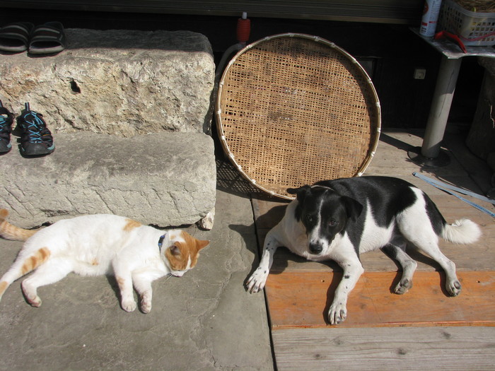 ますます仲良しミミ メス犬 とリッチー オス猫 オープンガーデン Villapawa Land