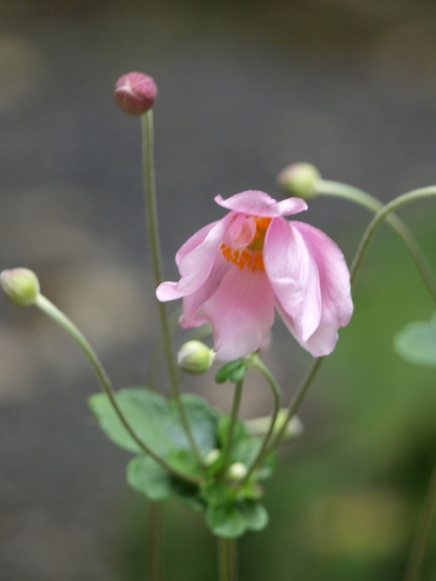 紅い？山芍薬_d0177570_19114098.jpg