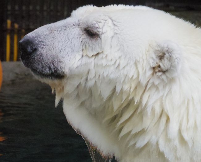 とべ動物園　ピース_b0014576_23351481.jpg