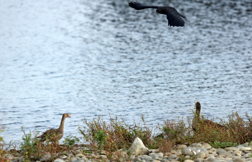 冬鳥たちの飛来シリーズ～マガンｖｓカラス～_d0262476_7542246.jpg