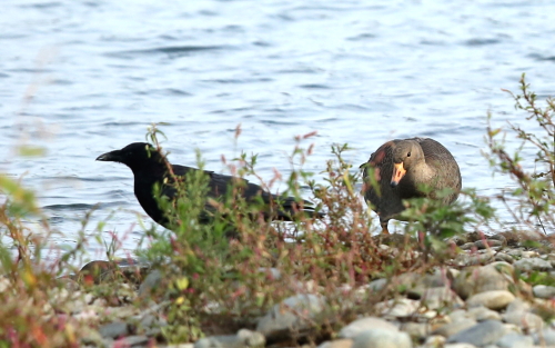 冬鳥たちの飛来シリーズ～マガンｖｓカラス～_d0262476_7544261.jpg