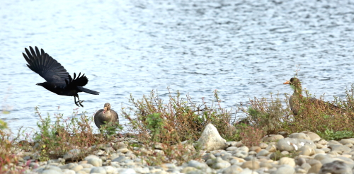 冬鳥たちの飛来シリーズ～マガンｖｓカラス～_d0262476_7551095.jpg