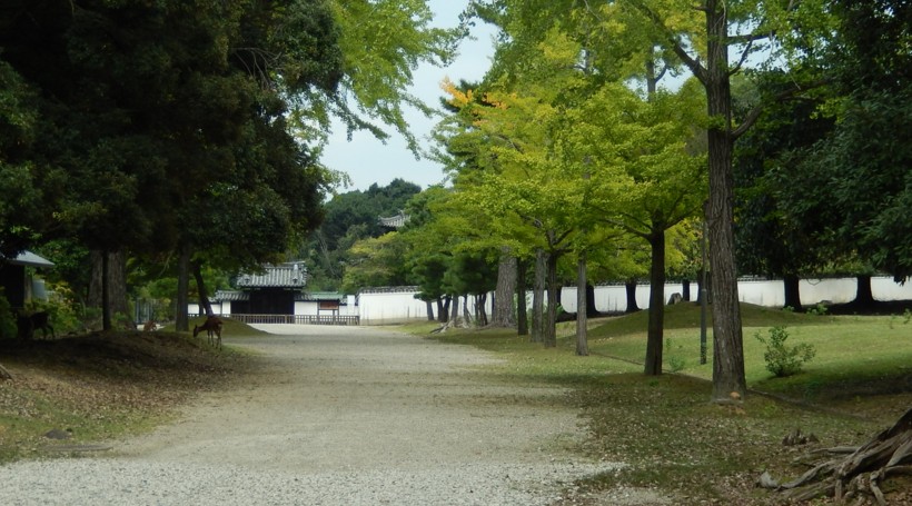 陸奥山に黄金花咲く　大仏さまの金は陸奥から_c0144185_231867.jpg