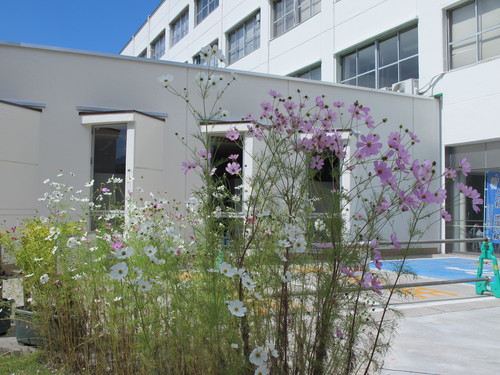 山形県立米沢栄養大学＆米沢女子短期大学に咲くコスモス_c0075701_20495839.jpg