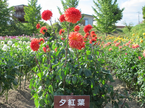 恋のダリヤ・愛のダリヤが咲いている川西ダリヤ園・２０１４・・・１０_c0075701_71552.jpg