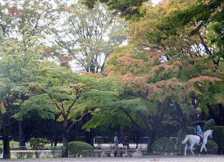 馬のいる風景・秋_c0204801_23354537.gif