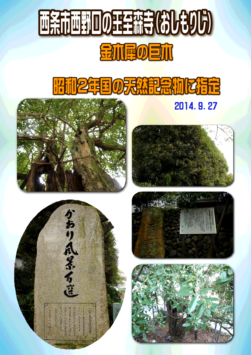 西条市王至森寺 おしもりじ の金木犀が満開 14 9 27 徳ちゃん便り