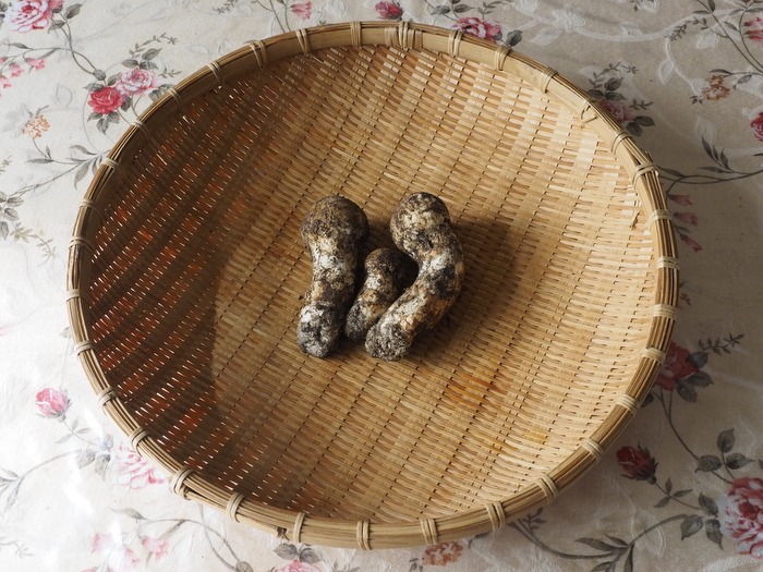 もう1ヶ所松茸狩り_c0116915_23473586.jpg